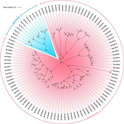 The genome wide analysis of Tryptophan Aminotransferase Related gene family, and their relationship with related agronomic traits in Brassica napus